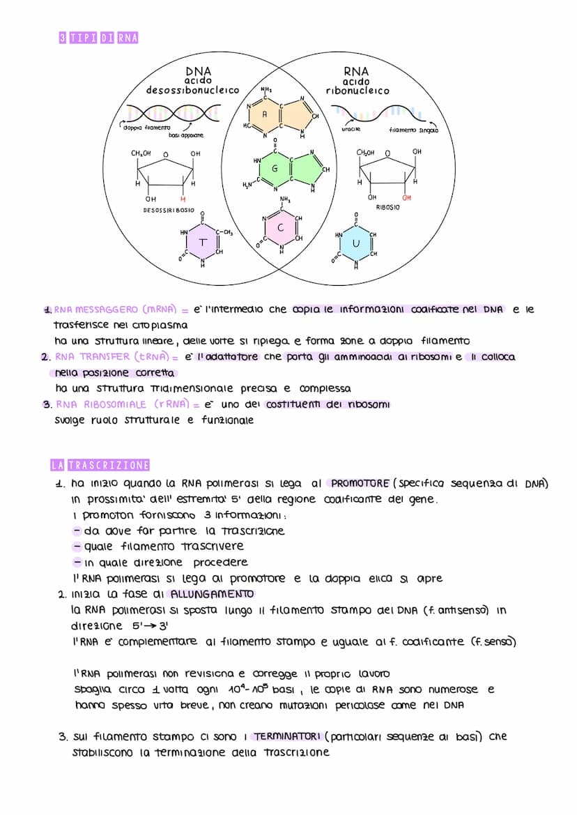 ESPRESSIONE GENICA
E RECOLAZIONE
UN GENE UN POLIPEPTIDE
obiettivo: capire come sono codificate, trasportate e decodificate le informazioni e