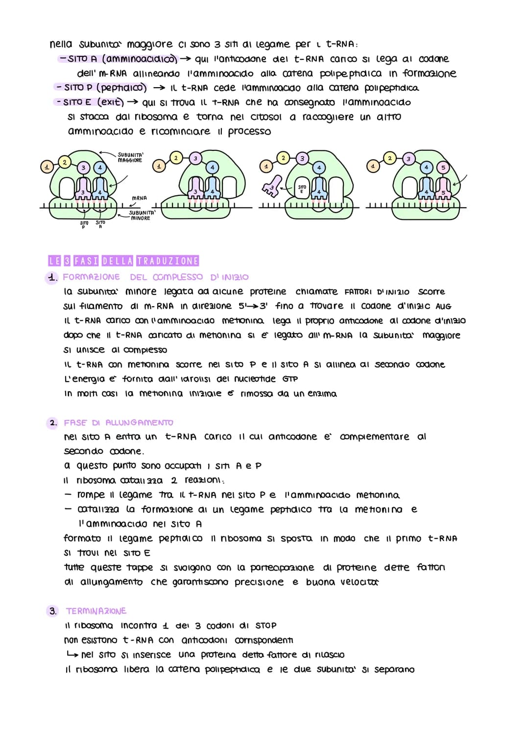 ESPRESSIONE GENICA
E RECOLAZIONE
UN GENE UN POLIPEPTIDE
obiettivo: capire come sono codificate, trasportate e decodificate le informazioni e