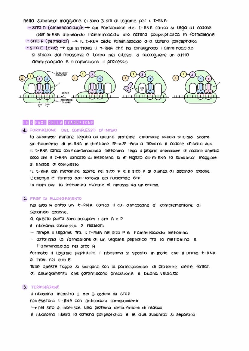 ESPRESSIONE GENICA
E RECOLAZIONE
UN GENE UN POLIPEPTIDE
obiettivo: capire come sono codificate, trasportate e decodificate le informazioni e