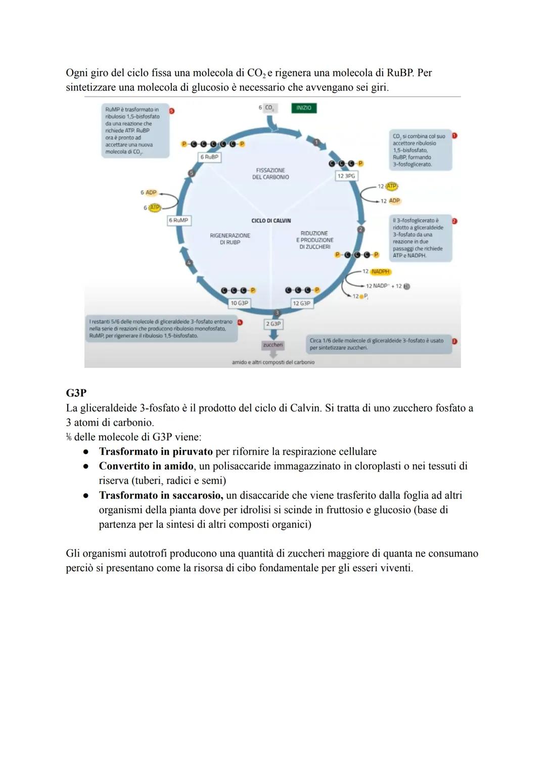 # FOTOSINTESI

È un processo anabolico che permette di catturare l'energia luminosa e di usarla per
sintetizzare carboidrati.

Gli organismi