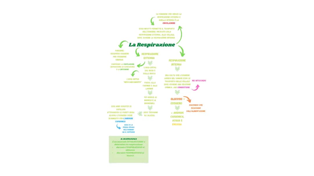la respirazione 
