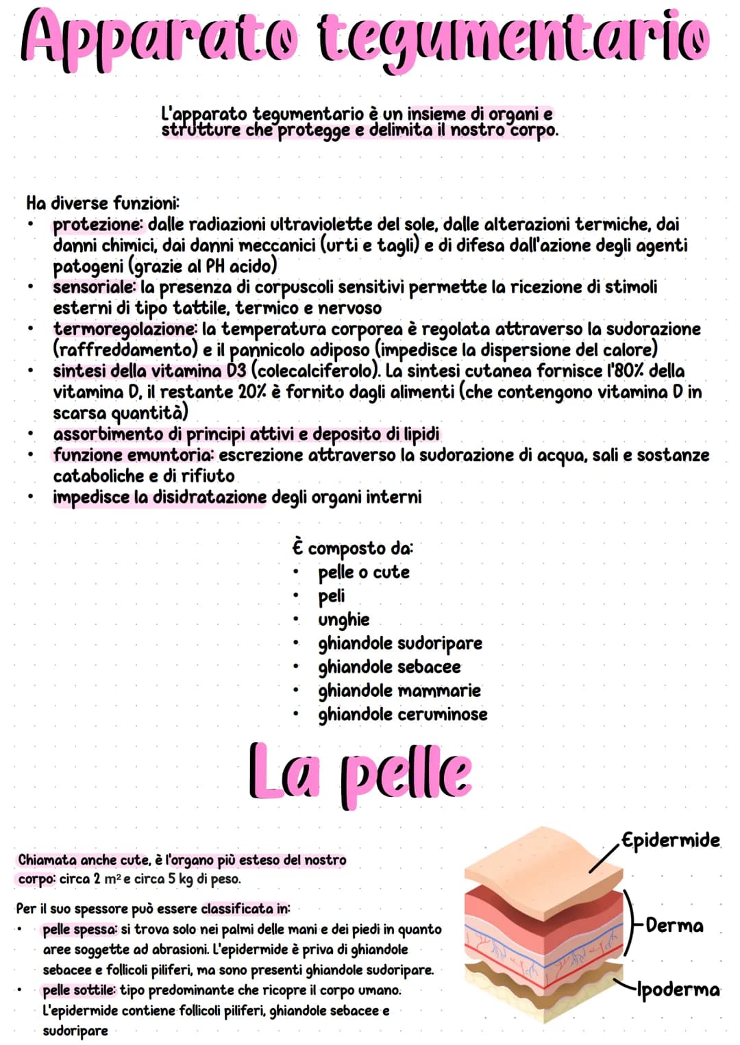 Apparato tegumentario
L'apparato tegumentario è un insieme di organi e
strutture che protegge e delimita il nostro corpo.
Ha diverse funzion