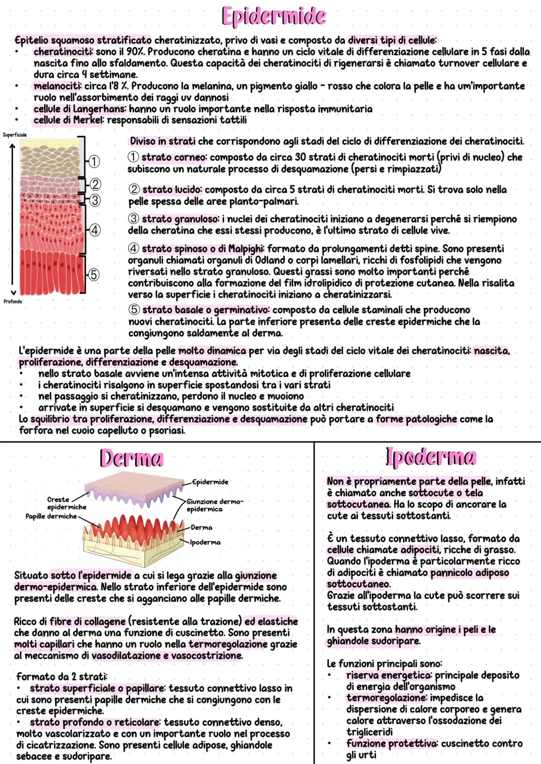 Apparato tegumentario
L'apparato tegumentario è un insieme di organi e
strutture che protegge e delimita il nostro corpo.
Ha diverse funzion
