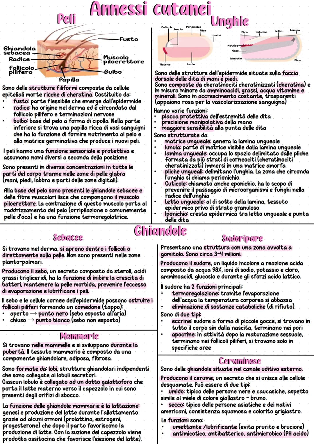 Apparato tegumentario
L'apparato tegumentario è un insieme di organi e
strutture che protegge e delimita il nostro corpo.
Ha diverse funzion