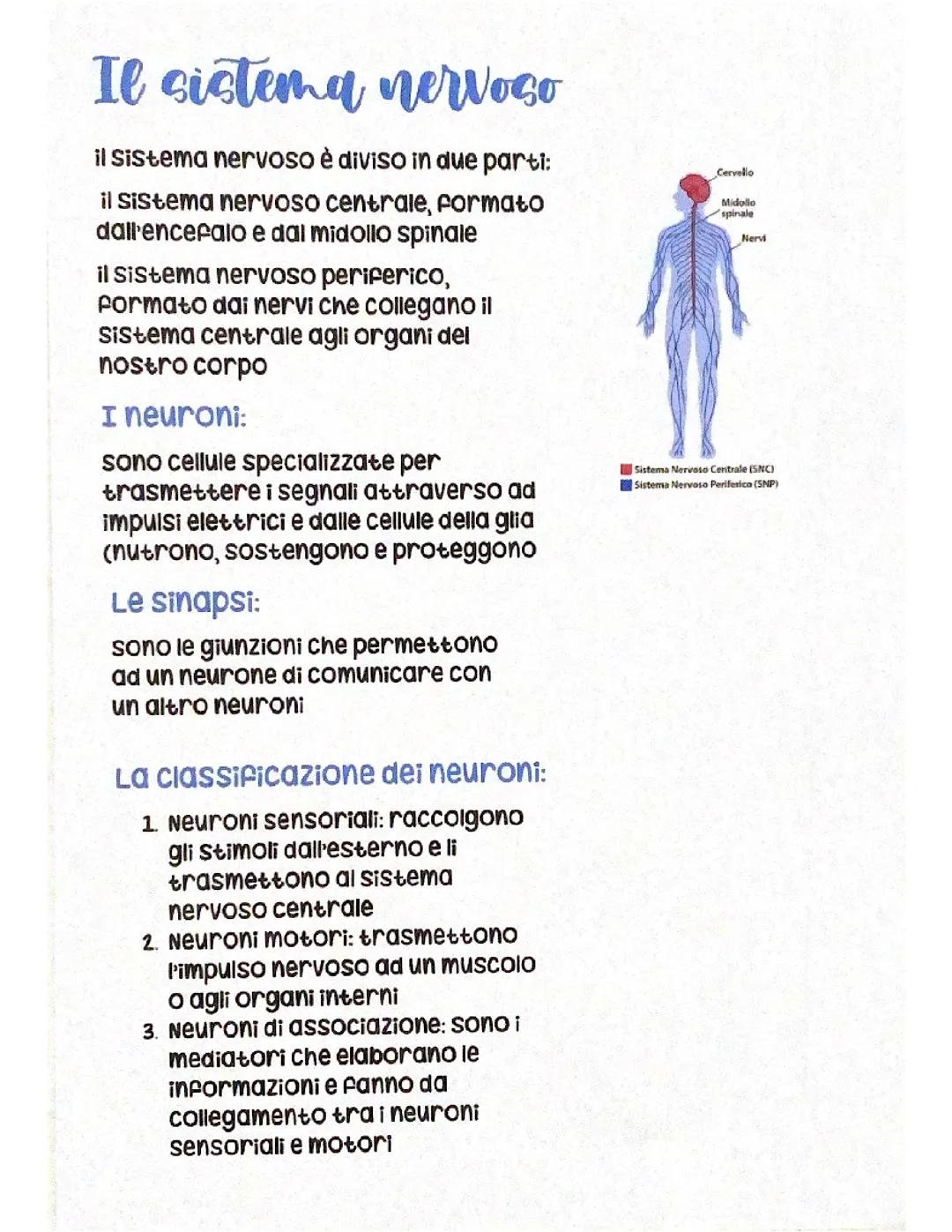 Appunti sistema nervoso Scienze