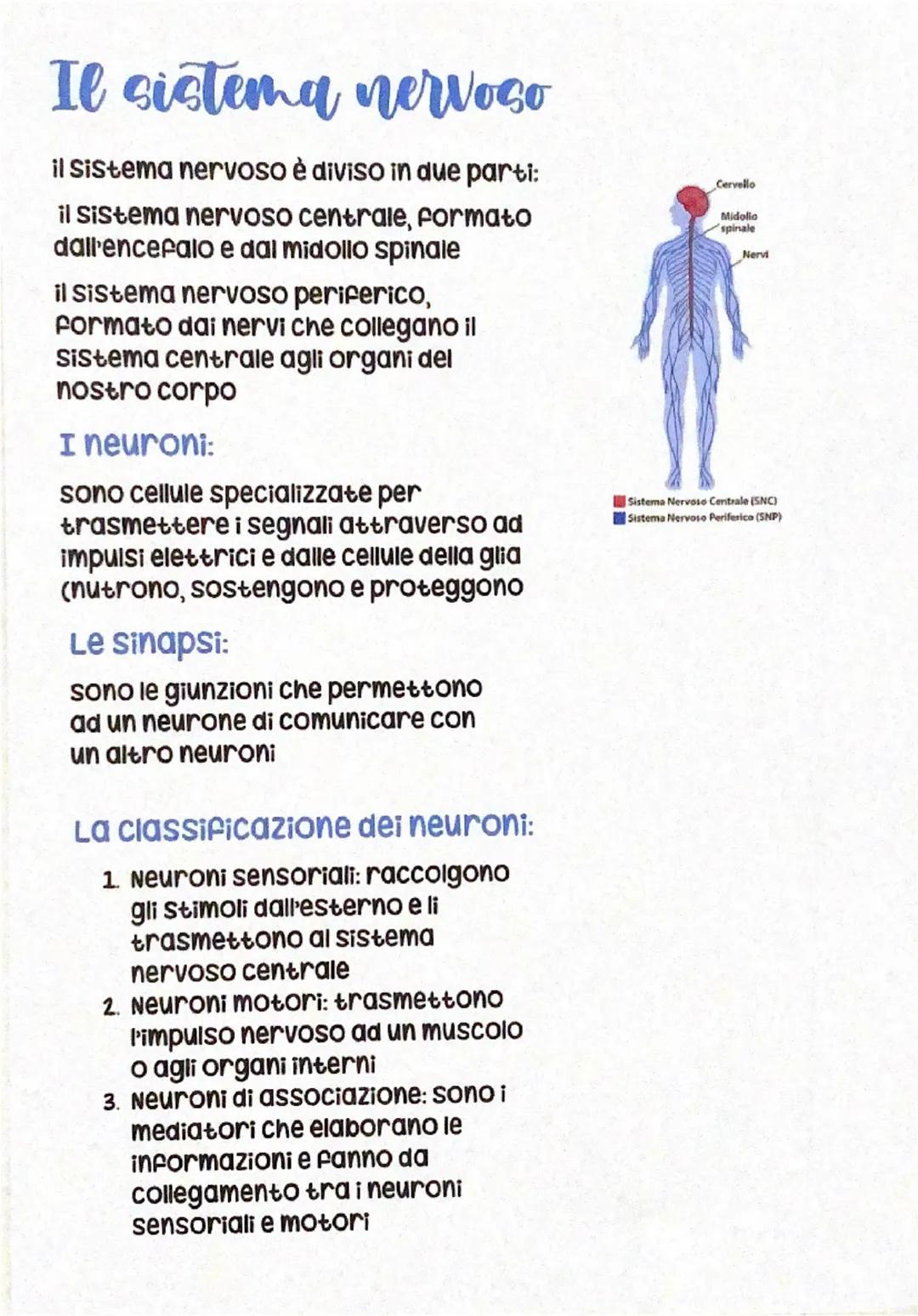 Il sistema nervoso
il sistema nervoso è diviso in due parti:
il sistema nervoso centrale, formato
dall'encefalo e dal midollo spinale
il sis