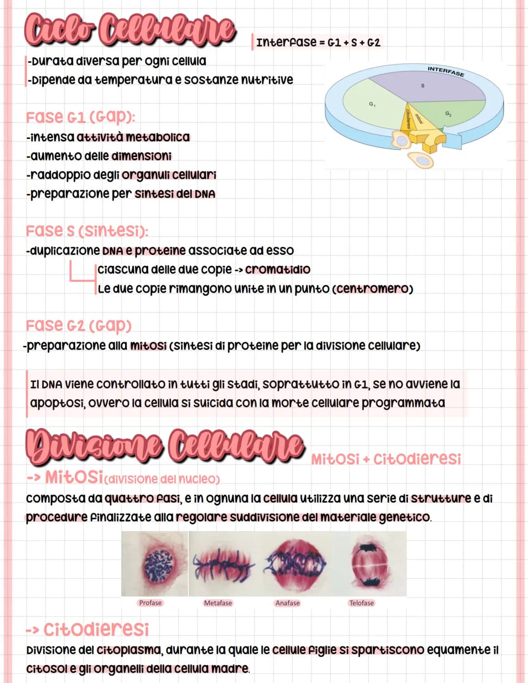 Riproctazione Cellulare
Le cellule si riproducono quando hanno dimensioni critiche o con i fattori di crescita.
O
unicellulari
La popolazion