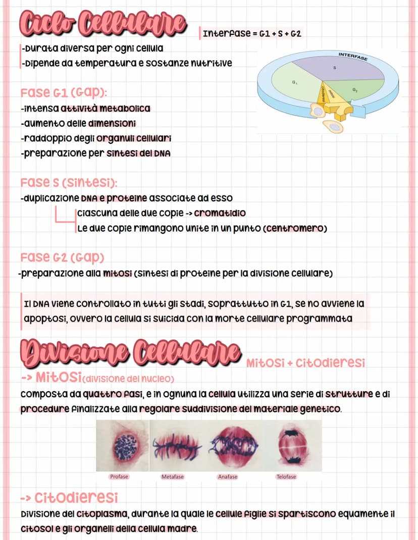 Riproctazione Cellulare
Le cellule si riproducono quando hanno dimensioni critiche o con i fattori di crescita.
O
unicellulari
La popolazion