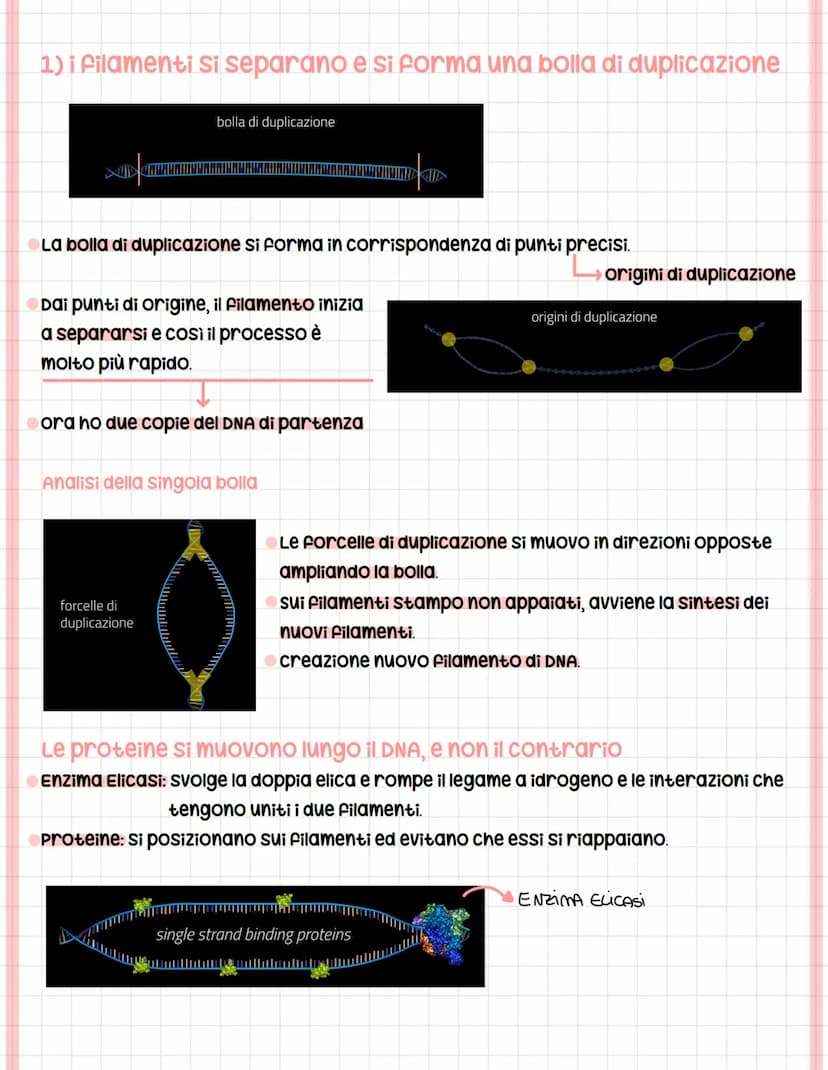 Riproctazione Cellulare
Le cellule si riproducono quando hanno dimensioni critiche o con i fattori di crescita.
O
unicellulari
La popolazion