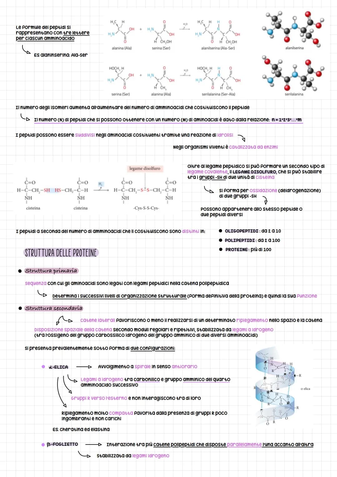 Amminoacidi e proteine
GLI AMMINOACIDI
Gli aminoacidi rappresentano i monomeri dei peptidi e delle proteine
Polimeri in cui è presente il le