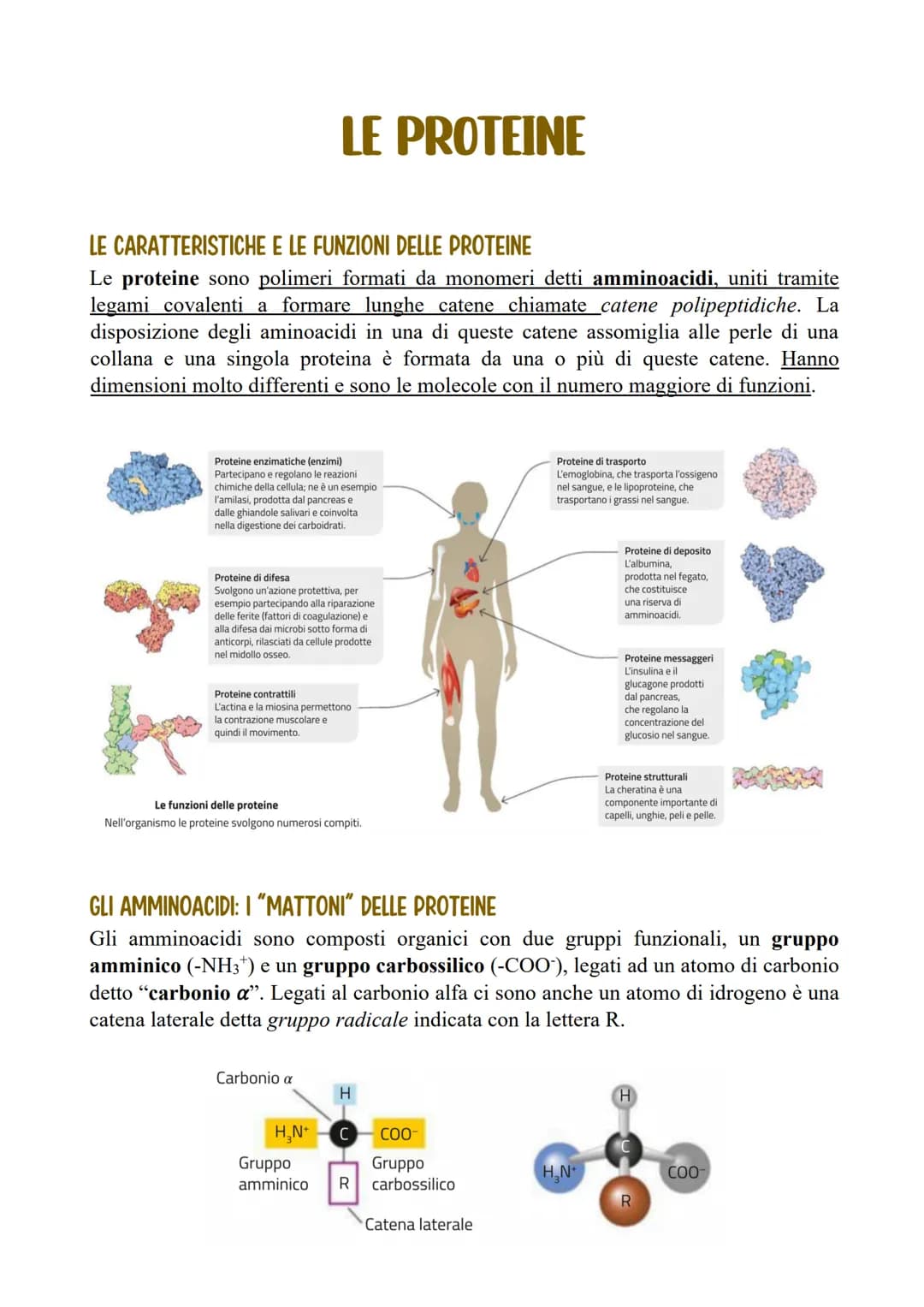 LE PROTEINE
LE CARATTERISTICHE E LE FUNZIONI DELLE PROTEINE
Le proteine sono polimeri formati da monomeri detti amminoacidi, uniti tramite
l