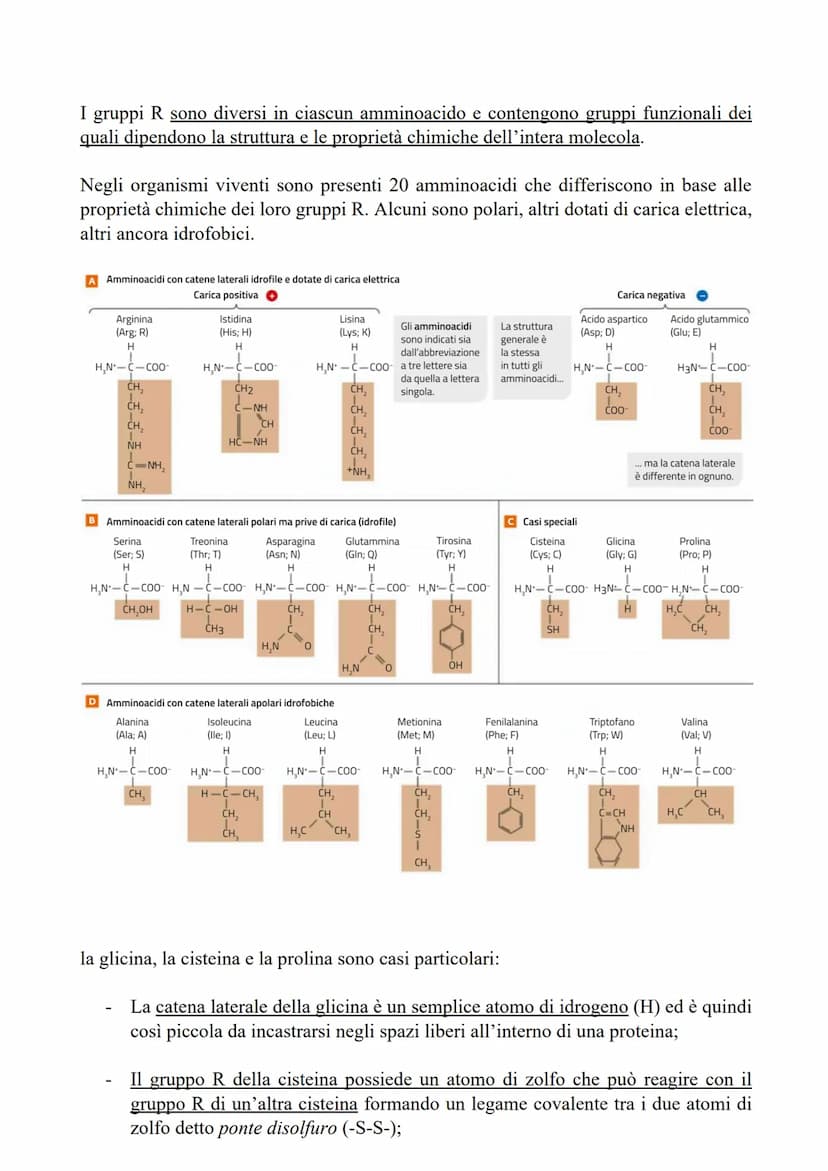 LE PROTEINE
LE CARATTERISTICHE E LE FUNZIONI DELLE PROTEINE
Le proteine sono polimeri formati da monomeri detti amminoacidi, uniti tramite
l