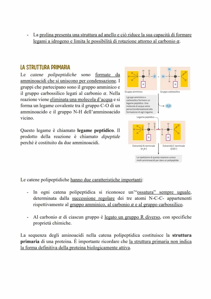 LE PROTEINE
LE CARATTERISTICHE E LE FUNZIONI DELLE PROTEINE
Le proteine sono polimeri formati da monomeri detti amminoacidi, uniti tramite
l