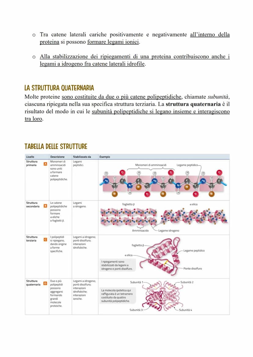 LE PROTEINE
LE CARATTERISTICHE E LE FUNZIONI DELLE PROTEINE
Le proteine sono polimeri formati da monomeri detti amminoacidi, uniti tramite
l
