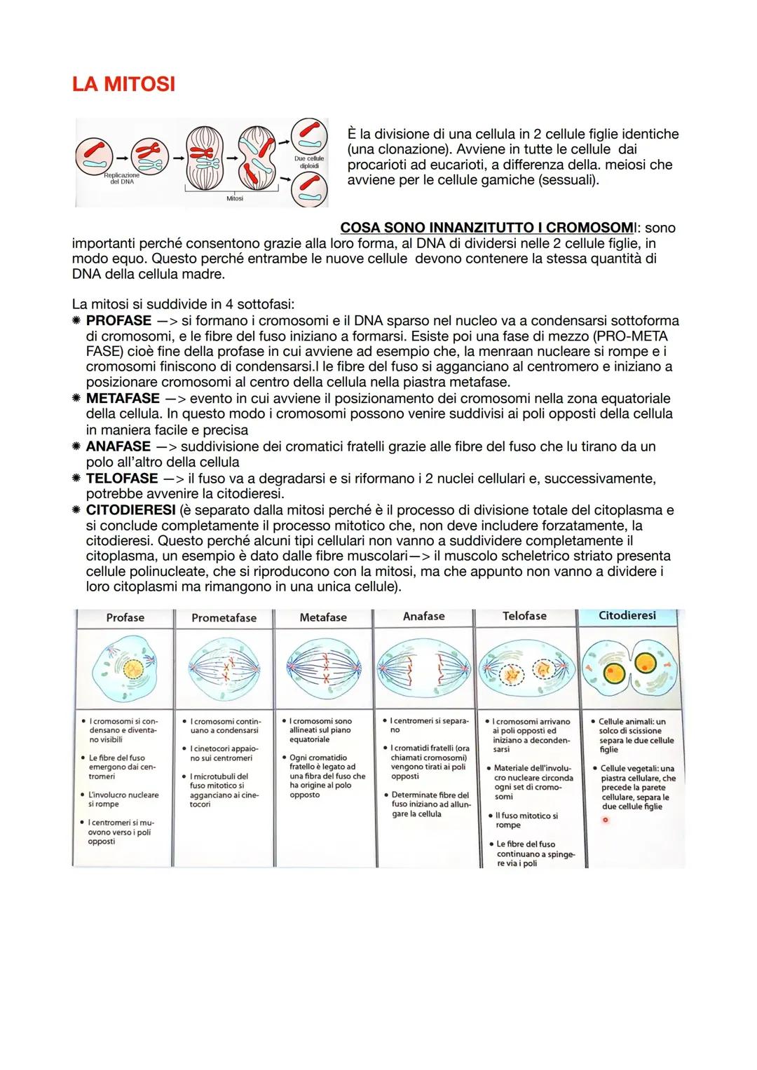 MITOSI E MEIOSI