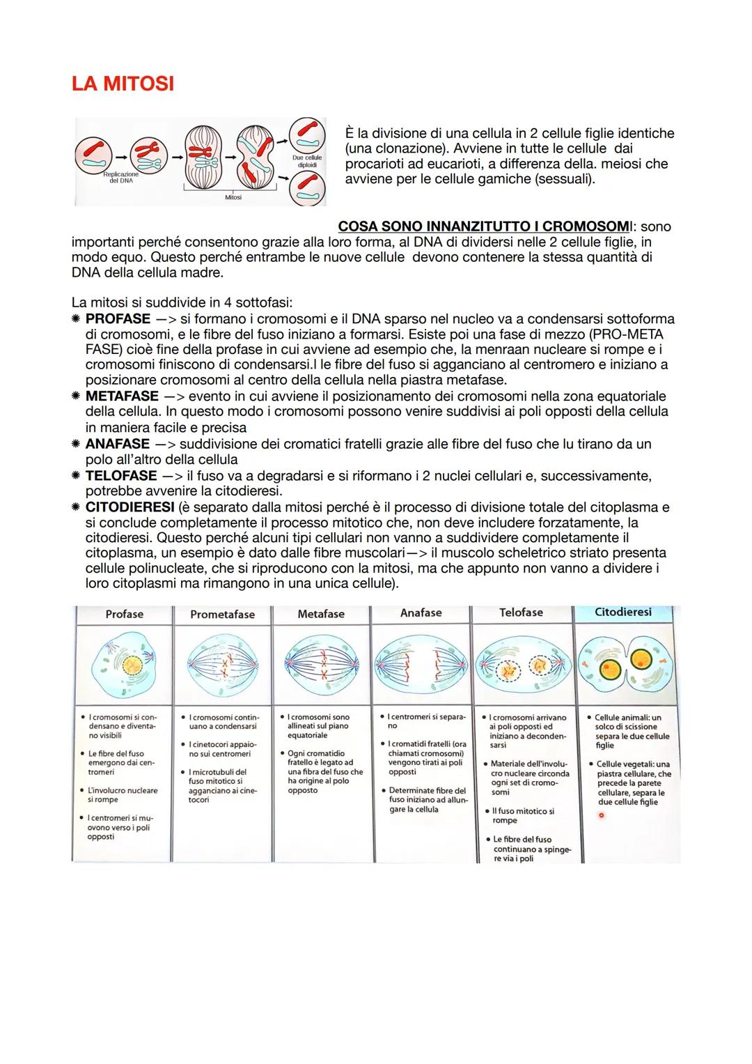 LA MITOSI
Replicazione
del DNA
COSA SONO INNANZITUTTO I CROMOSOMI: sono
importanti perché consentono grazie alla loro forma, al DNA di divid