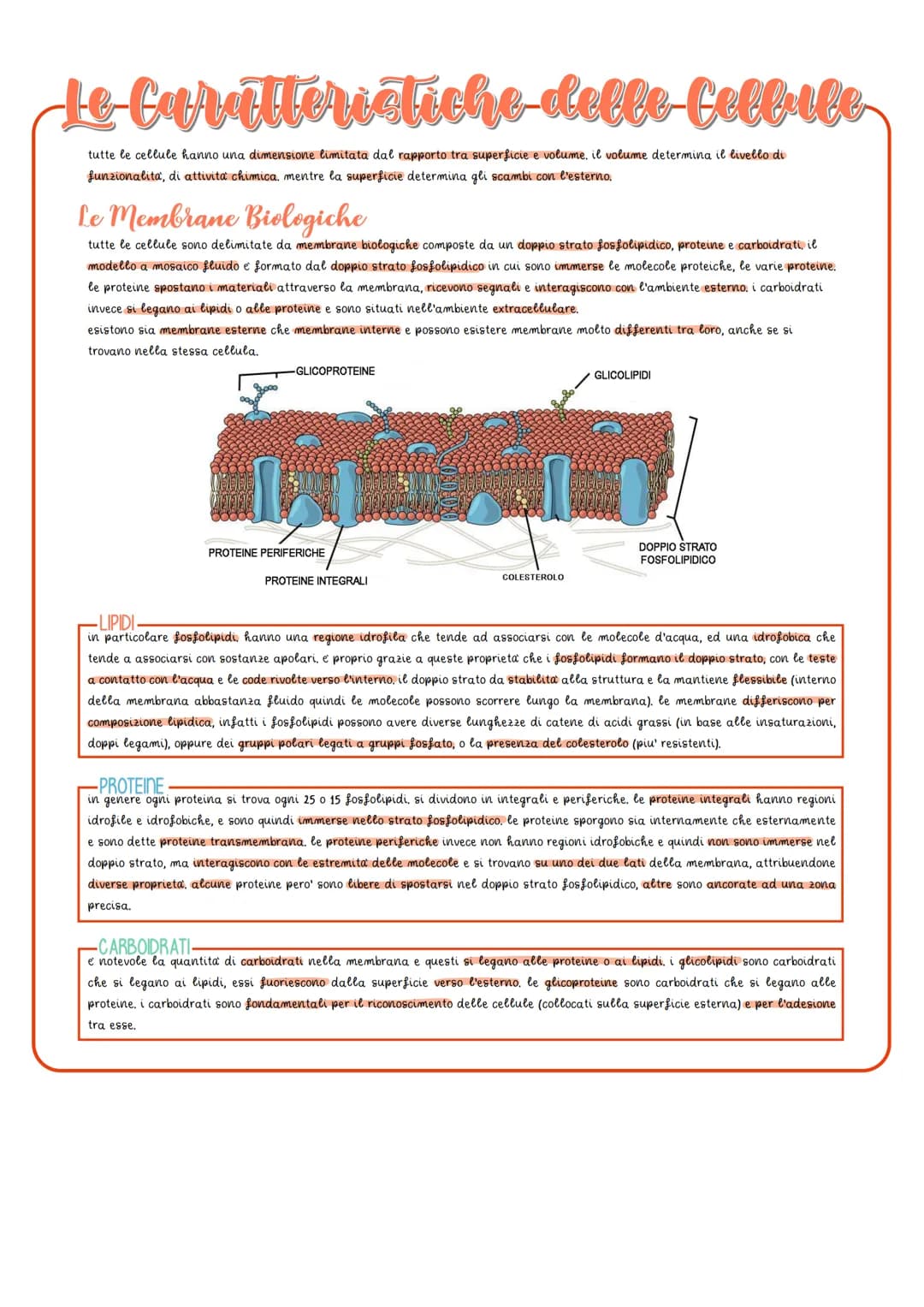 Le Caratteristiche delle fellule
tutte le cellule hanno una dimensione limitata dal rapporto tra superficie e volume, il volume determina il