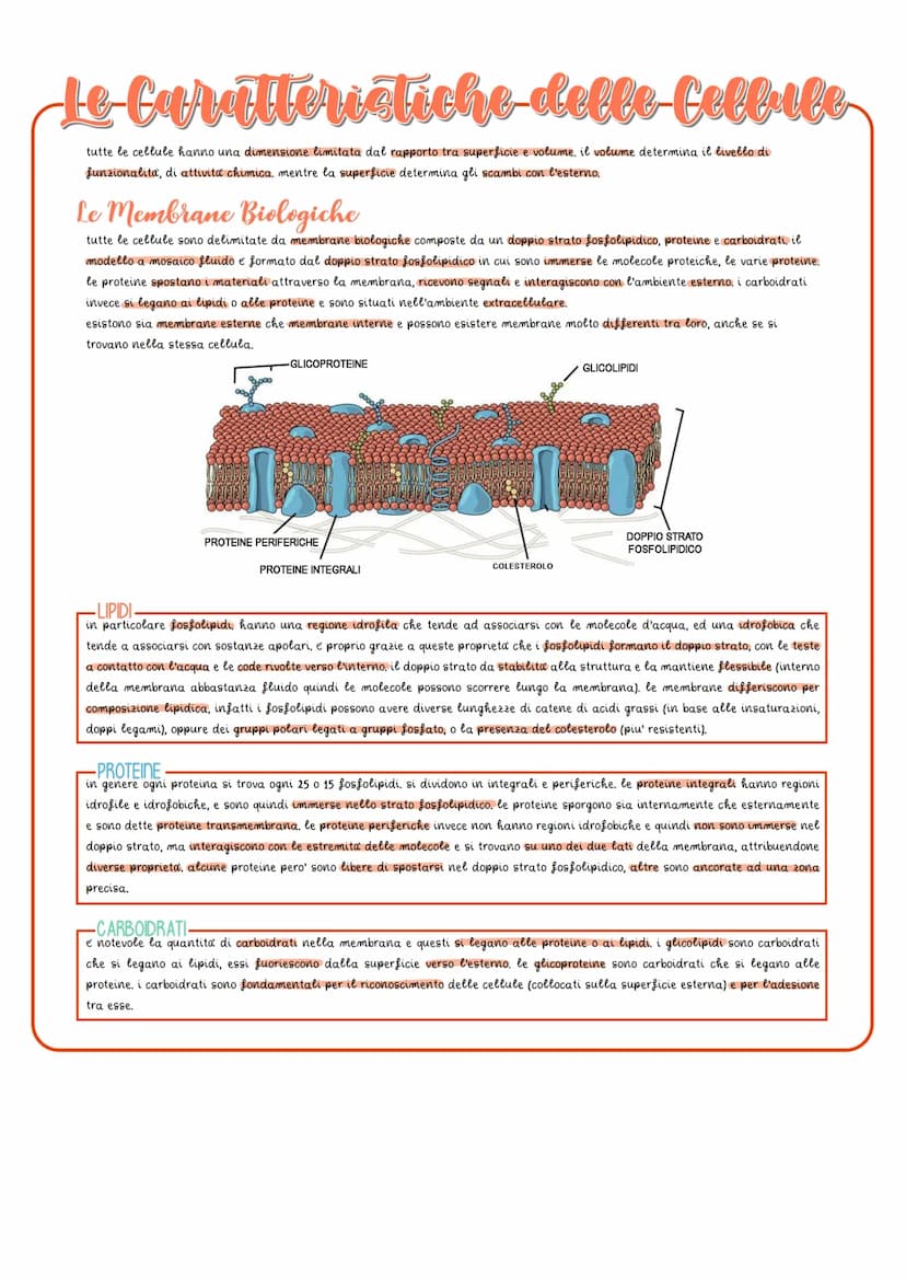 Le Caratteristiche delle fellule
tutte le cellule hanno una dimensione limitata dal rapporto tra superficie e volume, il volume determina il