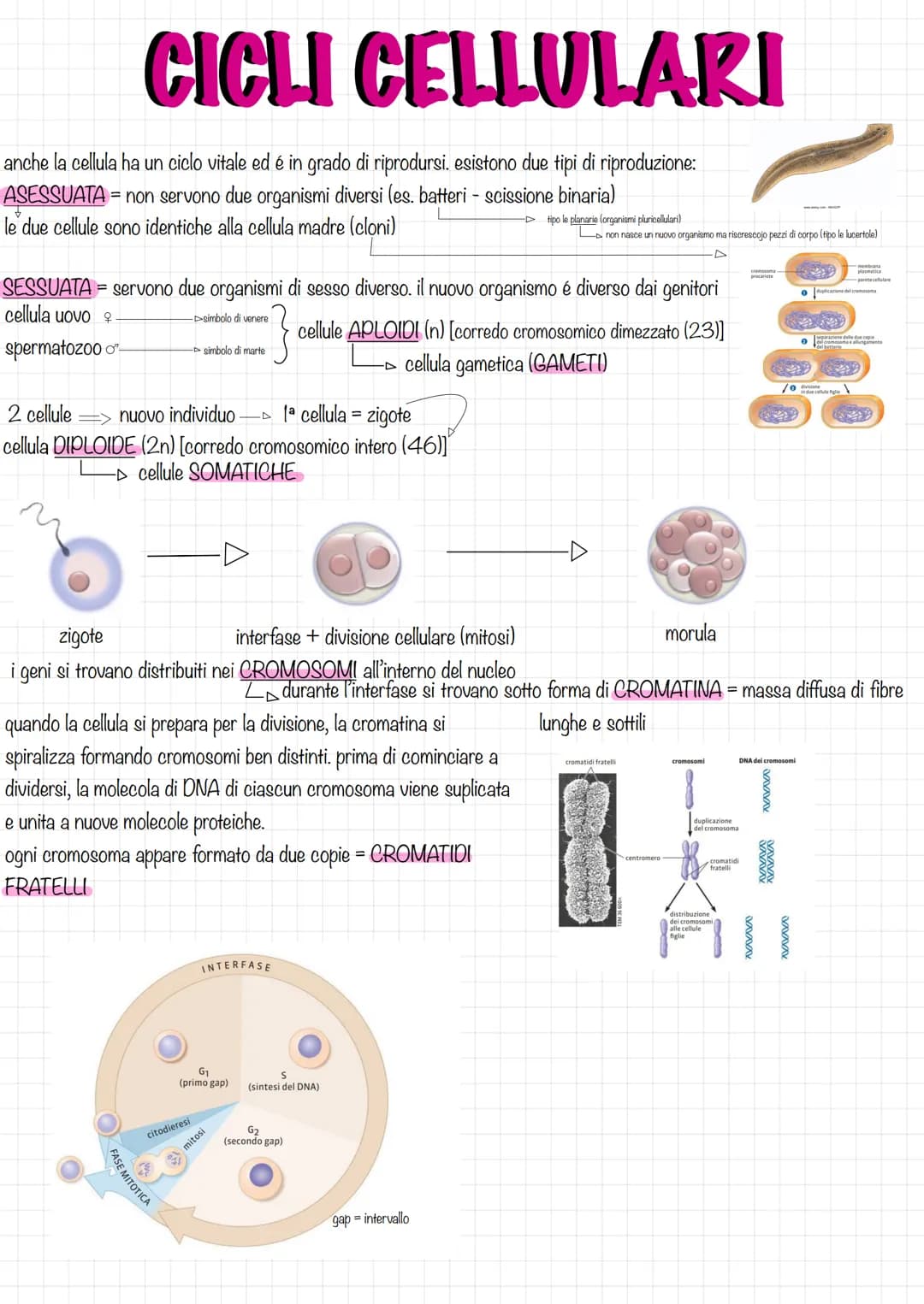 CICLI CELLULARI
anche la cellula ha un ciclo vitale ed é in grado di riprodursi. esistono due tipi di riproduzione:
ASESSUATA = non servono 