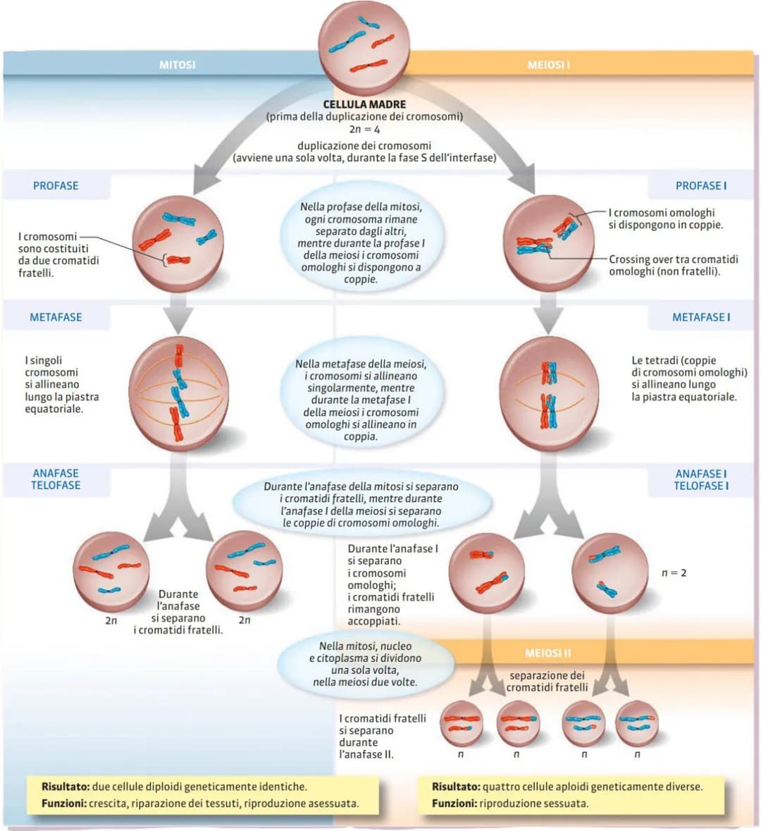 CICLI CELLULARI
anche la cellula ha un ciclo vitale ed é in grado di riprodursi. esistono due tipi di riproduzione:
ASESSUATA = non servono 