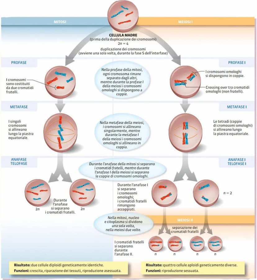 CICLI CELLULARI
anche la cellula ha un ciclo vitale ed é in grado di riprodursi. esistono due tipi di riproduzione:
ASESSUATA = non servono 