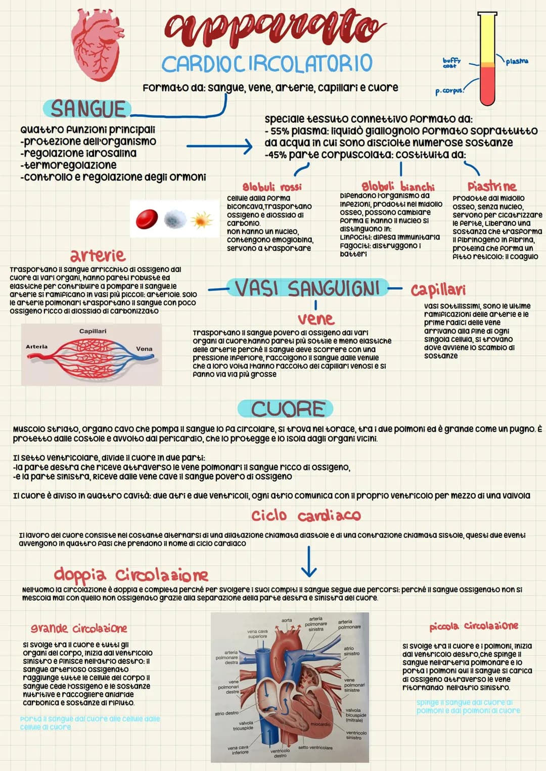 SANGUE.
Quattro funzioni principali
-protezione dell'organismo
-regolazione idrosalina
-termoregolazione
-controllo e regolazione degli ormo