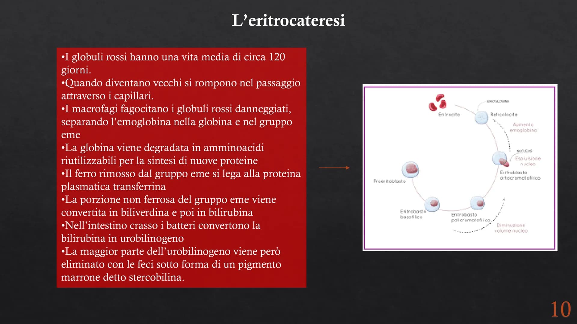Le funzioni e la Pieralisi Aurora 3A
composizione del sangue
L'emopoiesi e l'emocateresi
S Il sangue
g/m
Caratteristiche:
• tessuto connetti