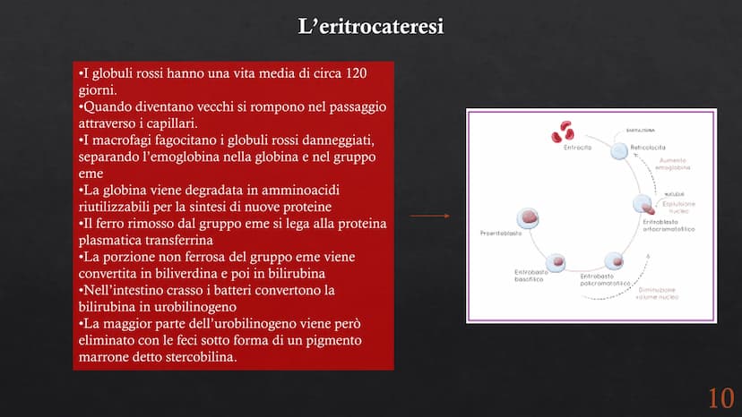 Le funzioni e la Pieralisi Aurora 3A
composizione del sangue
L'emopoiesi e l'emocateresi
S Il sangue
g/m
Caratteristiche:
• tessuto connetti