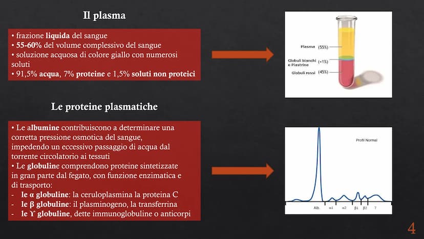 Le funzioni e la Pieralisi Aurora 3A
composizione del sangue
L'emopoiesi e l'emocateresi
S Il sangue
g/m
Caratteristiche:
• tessuto connetti
