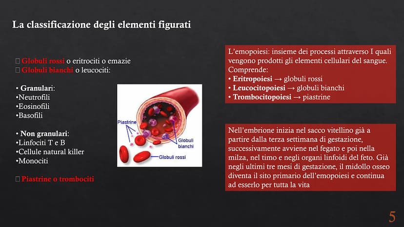 Le funzioni e la Pieralisi Aurora 3A
composizione del sangue
L'emopoiesi e l'emocateresi
S Il sangue
g/m
Caratteristiche:
• tessuto connetti