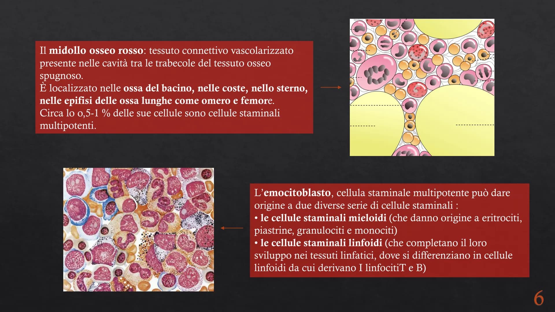 Le funzioni e la Pieralisi Aurora 3A
composizione del sangue
L'emopoiesi e l'emocateresi
S Il sangue
g/m
Caratteristiche:
• tessuto connetti