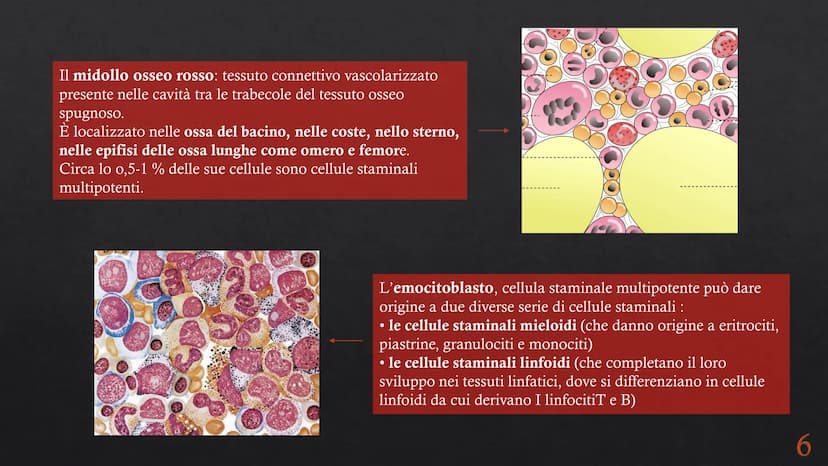 Le funzioni e la Pieralisi Aurora 3A
composizione del sangue
L'emopoiesi e l'emocateresi
S Il sangue
g/m
Caratteristiche:
• tessuto connetti
