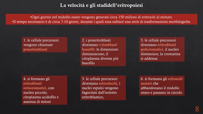 Le funzioni e la Pieralisi Aurora 3A
composizione del sangue
L'emopoiesi e l'emocateresi
S Il sangue
g/m
Caratteristiche:
• tessuto connetti