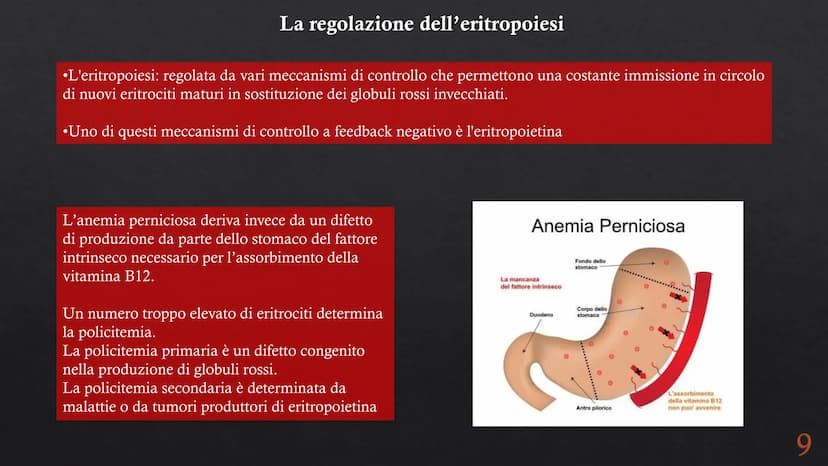 Le funzioni e la Pieralisi Aurora 3A
composizione del sangue
L'emopoiesi e l'emocateresi
S Il sangue
g/m
Caratteristiche:
• tessuto connetti