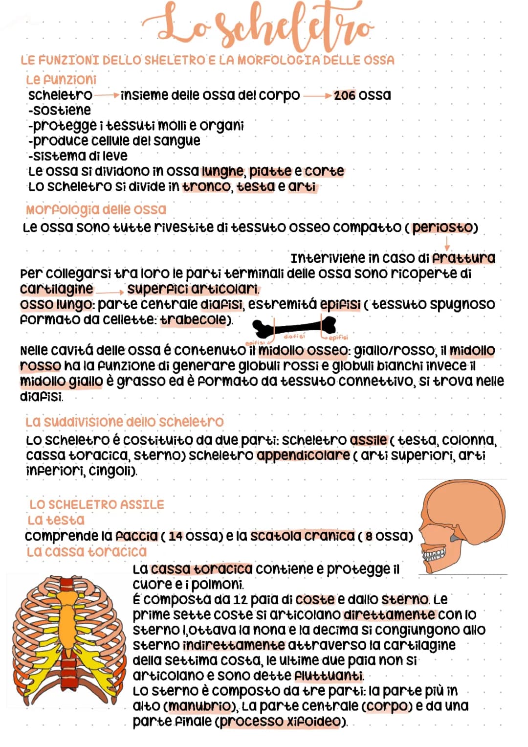 lo scheletro