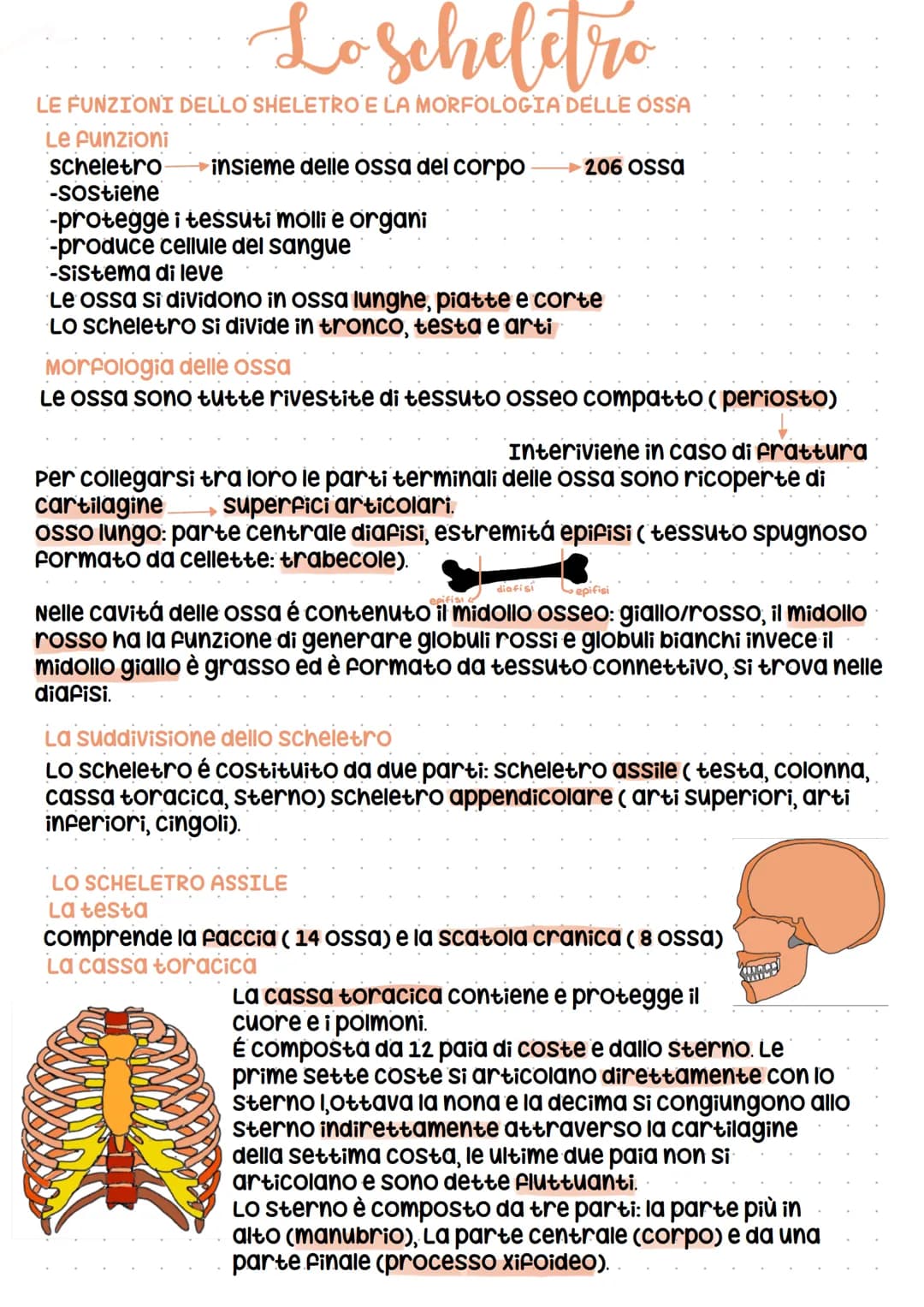 Lo scheletro
LE FUNZIONI DELLO SHELETRO E LA MORFOLOGIA DELLE OSSA
Le funzioni
scheletro
-Sostiene
-protegge i tessuti molli e organi
-produ
