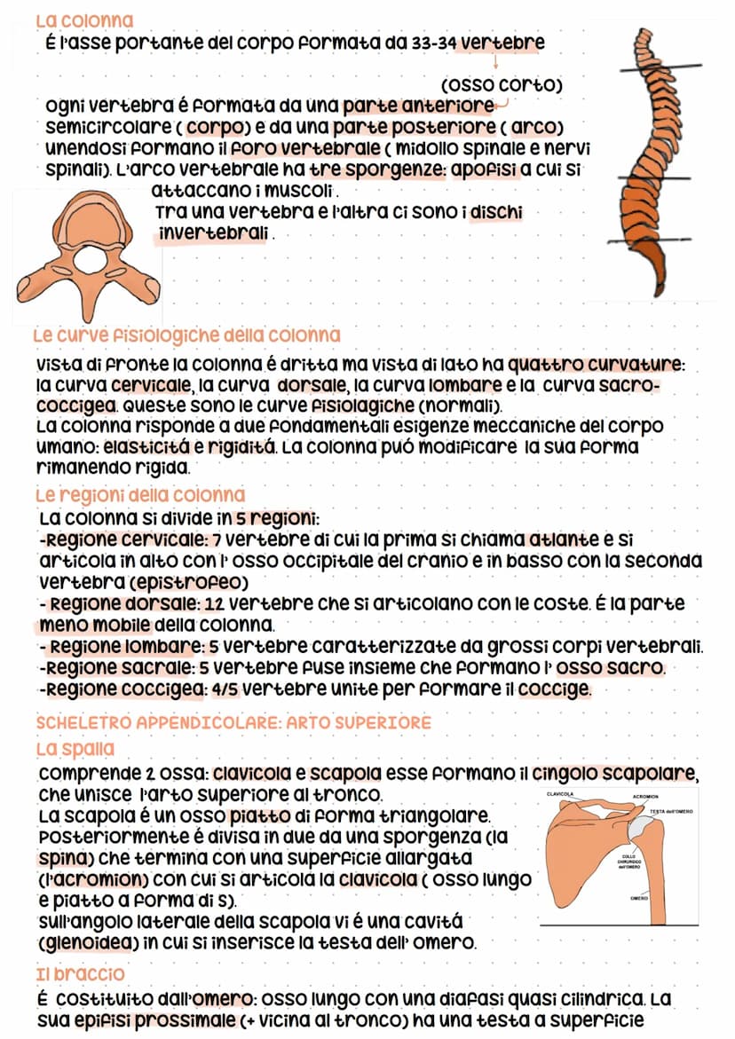 Lo scheletro
LE FUNZIONI DELLO SHELETRO E LA MORFOLOGIA DELLE OSSA
Le funzioni
scheletro
-Sostiene
-protegge i tessuti molli e organi
-produ