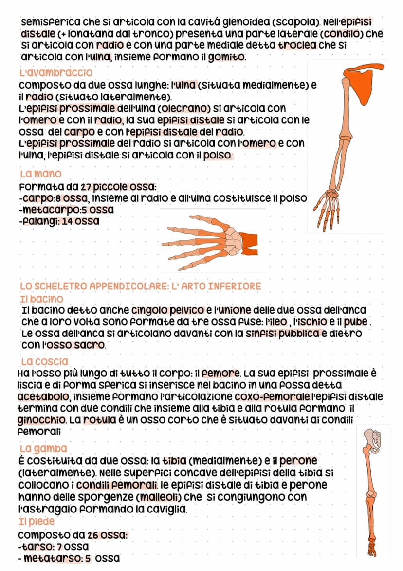 Lo scheletro
LE FUNZIONI DELLO SHELETRO E LA MORFOLOGIA DELLE OSSA
Le funzioni
scheletro
-Sostiene
-protegge i tessuti molli e organi
-produ