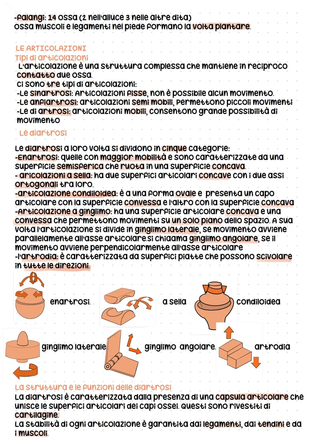 Lo scheletro
LE FUNZIONI DELLO SHELETRO E LA MORFOLOGIA DELLE OSSA
Le funzioni
scheletro
-Sostiene
-protegge i tessuti molli e organi
-produ