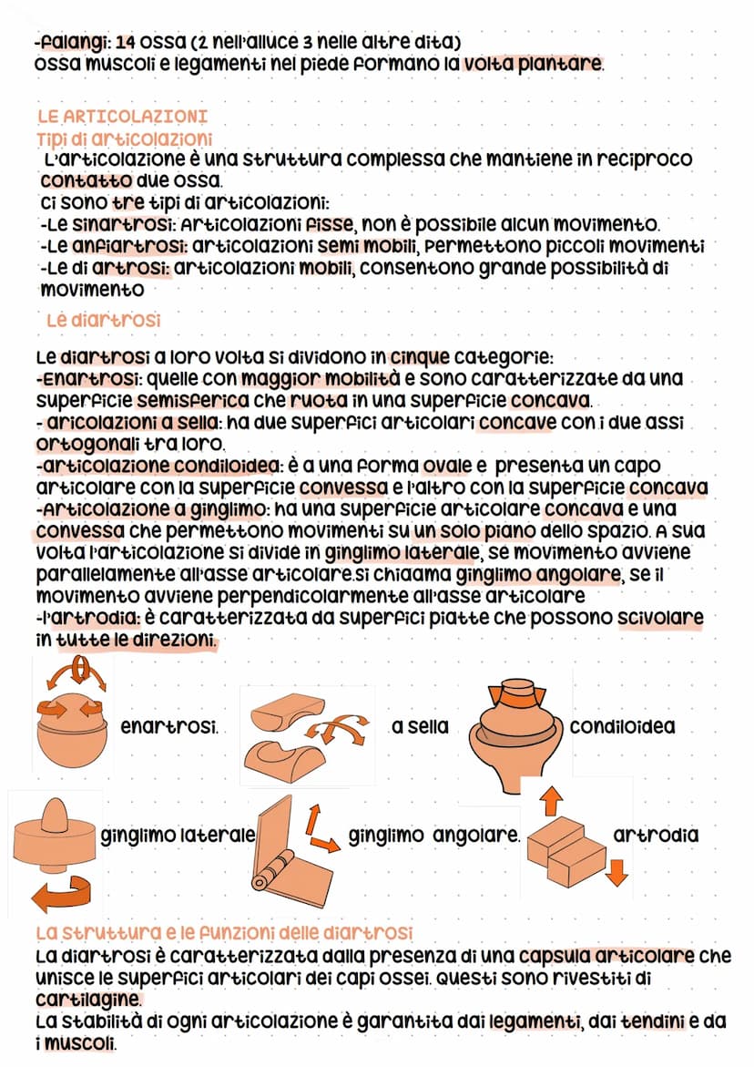 Lo scheletro
LE FUNZIONI DELLO SHELETRO E LA MORFOLOGIA DELLE OSSA
Le funzioni
scheletro
-Sostiene
-protegge i tessuti molli e organi
-produ