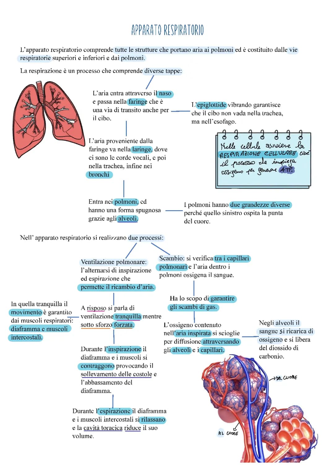 Apparato respiratorio