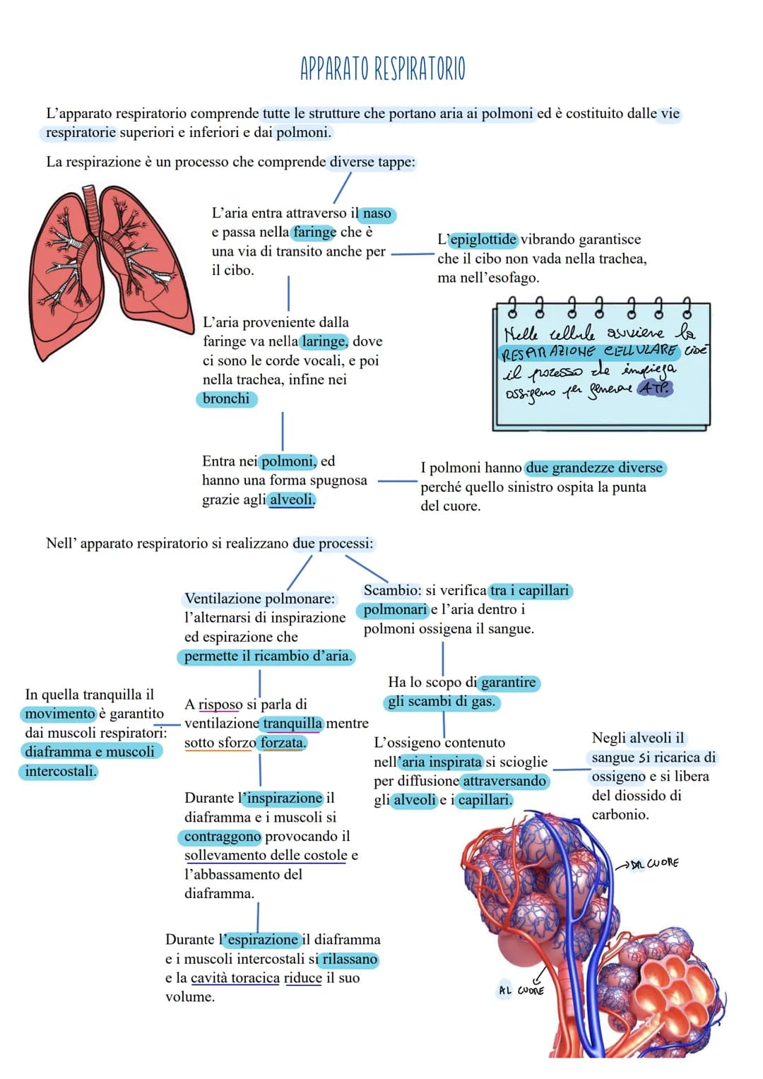 APPARATO RESPIRATORIO
L'apparato respiratorio comprende tutte le strutture che portano aria ai polmoni ed è costituito dalle vie
respiratori