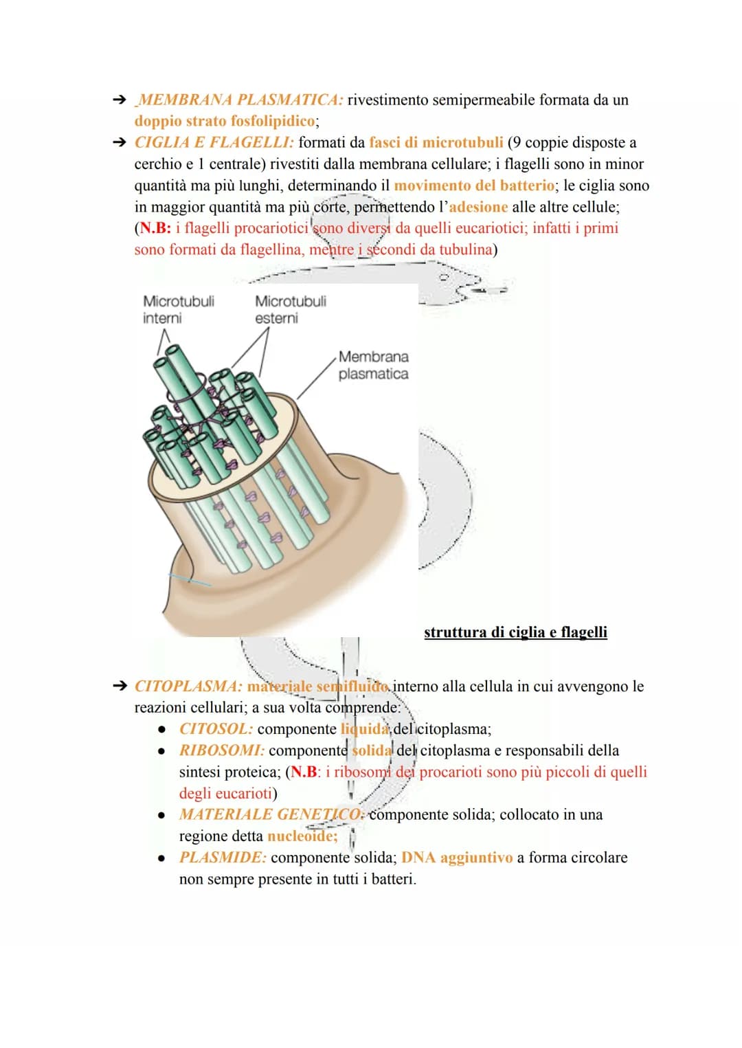 LA CELLULA PROCARIOTA
Le cellule procariotiche sono le cellule più semplici e primitive esistenti, discendendo
infatti dai più antichi organ