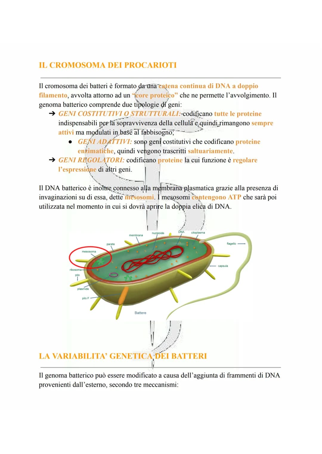 LA CELLULA PROCARIOTA
Le cellule procariotiche sono le cellule più semplici e primitive esistenti, discendendo
infatti dai più antichi organ
