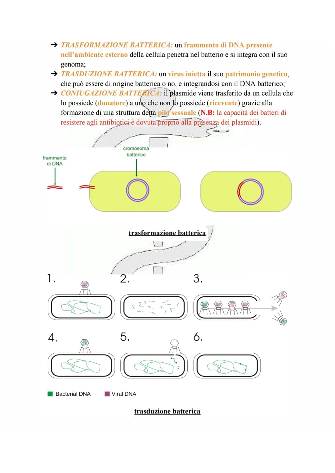 LA CELLULA PROCARIOTA
Le cellule procariotiche sono le cellule più semplici e primitive esistenti, discendendo
infatti dai più antichi organ
