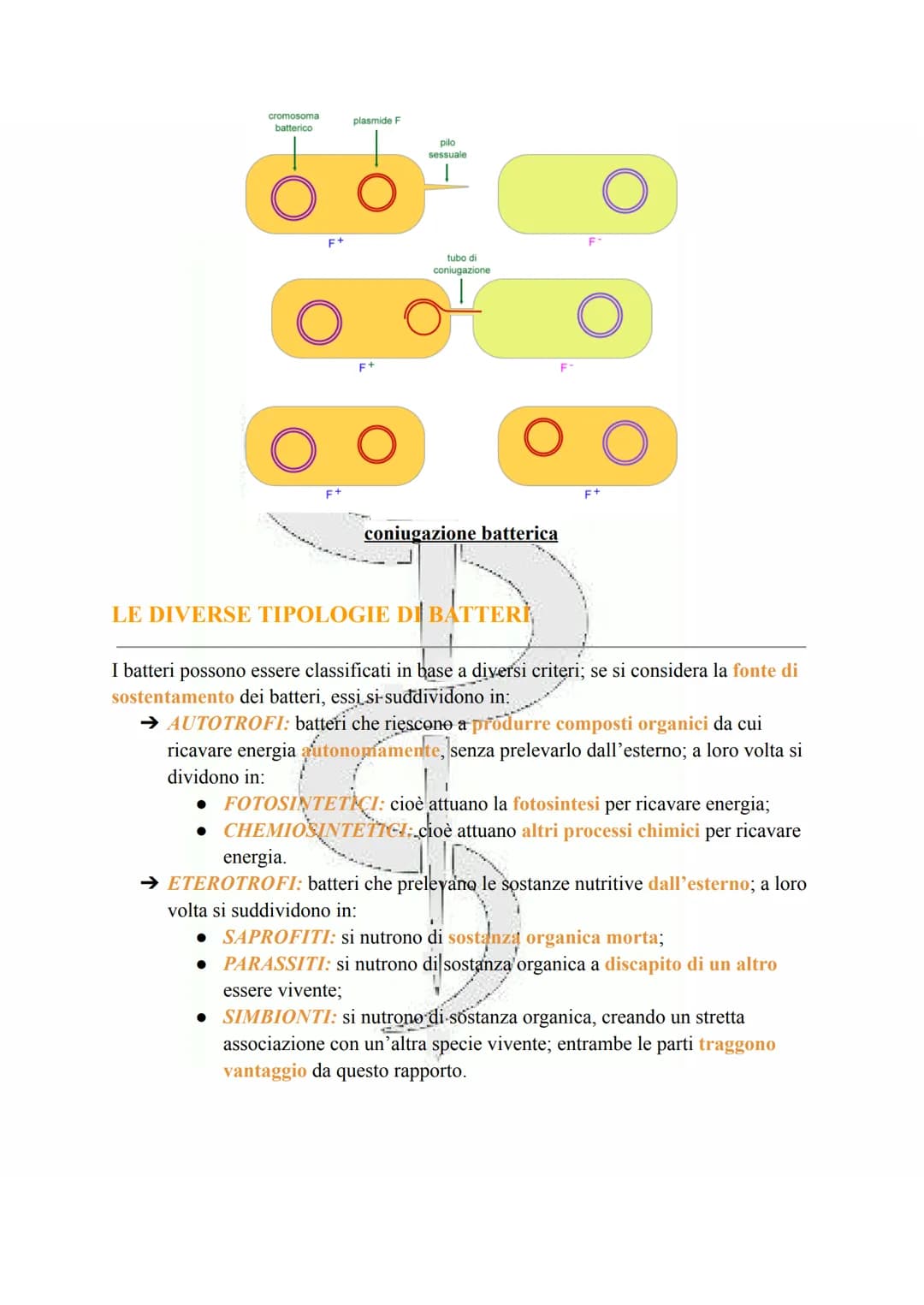 LA CELLULA PROCARIOTA
Le cellule procariotiche sono le cellule più semplici e primitive esistenti, discendendo
infatti dai più antichi organ
