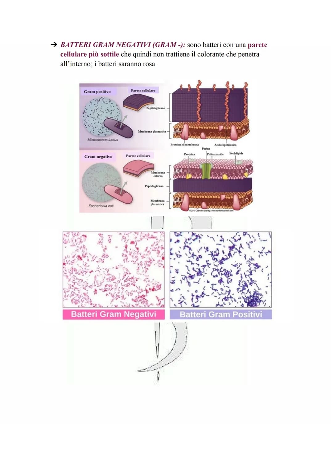 LA CELLULA PROCARIOTA
Le cellule procariotiche sono le cellule più semplici e primitive esistenti, discendendo
infatti dai più antichi organ