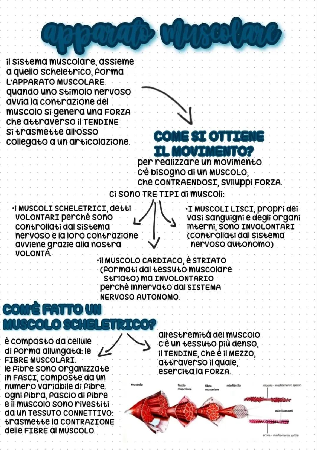apparato muscolare