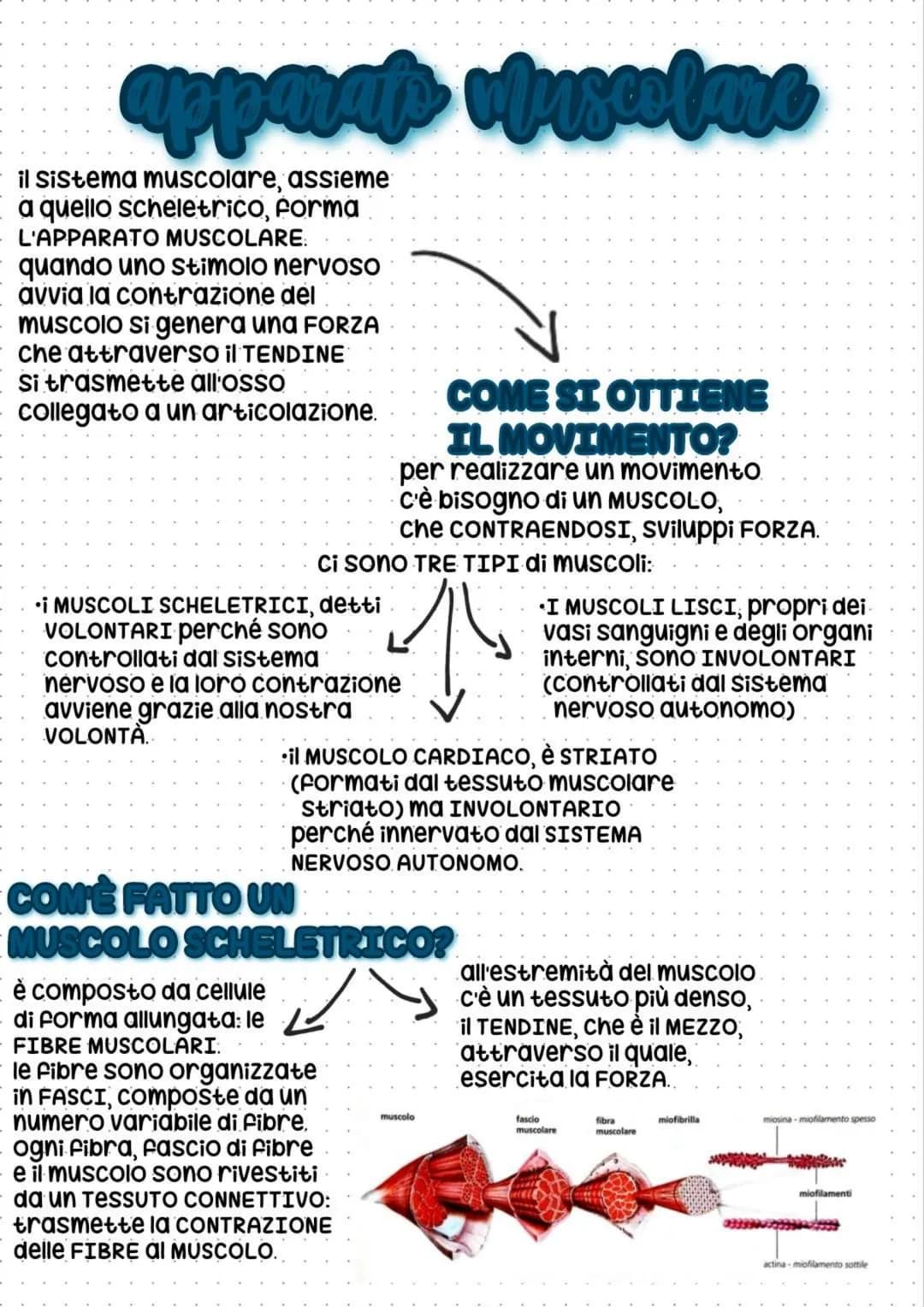 apparats vlusulare
il Sistema muscolare, assieme
a quello scheletrico, Forma
L'APPARATO MUSCOLARE:
quando uno stimolo nervoso
avvia la contr