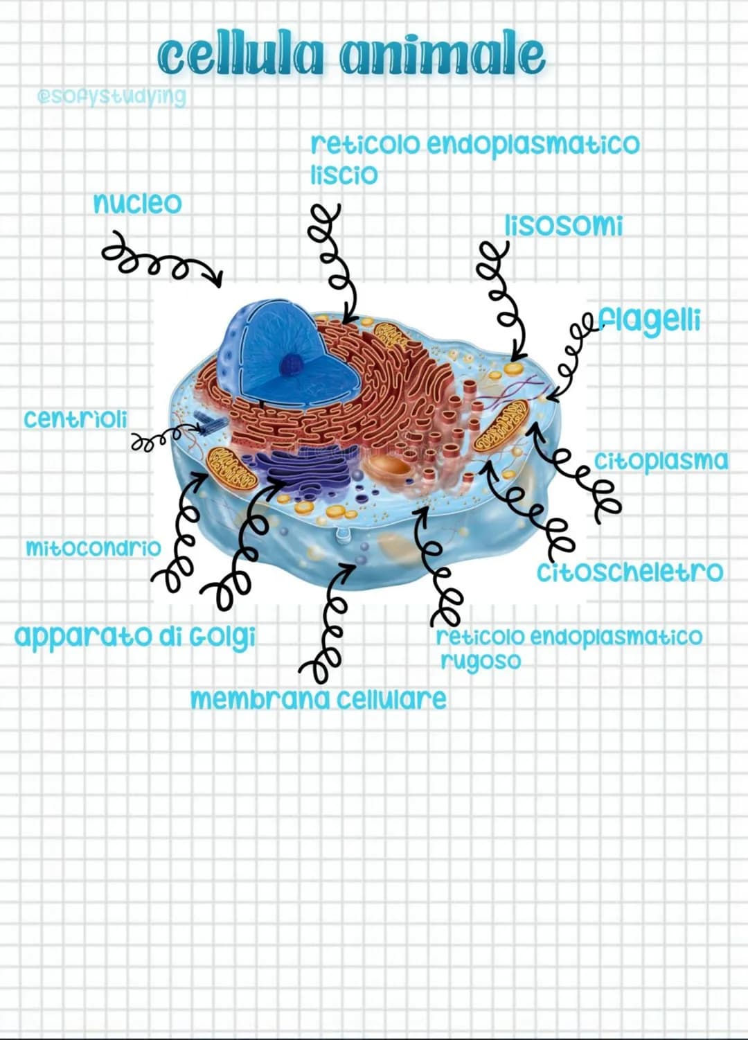 cellula animale
esorystudying
nucleo
эт
centrioli
это
mitocondrio
мее
ееее
apparato di Golgi
reticolo endoplasmatico
liscio
это
relle
сееее
